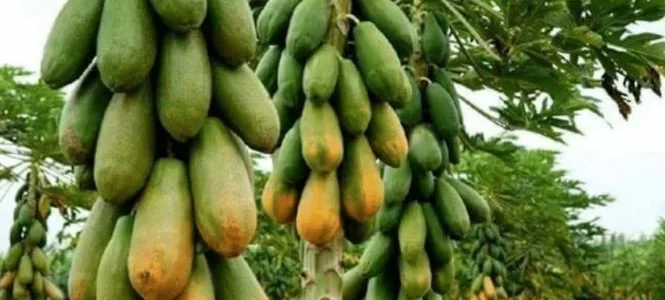 Budidaya Pepaya California: Inovasi Pemanfaatan Halaman Sekolah SMP Negeri Maradekaya